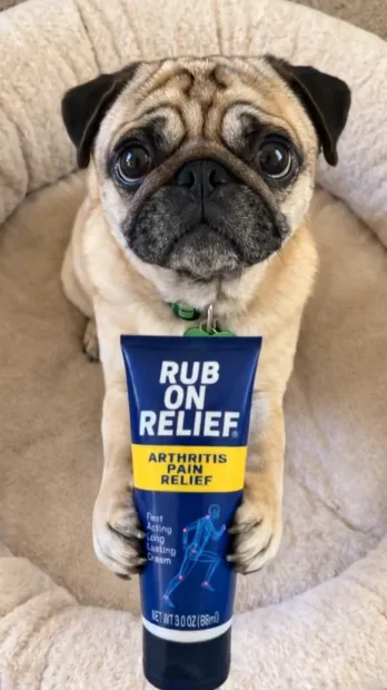 Pug posing with a Rub On Relief tube